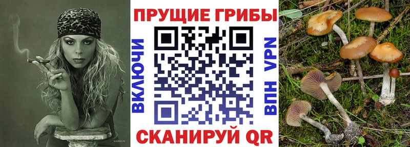 Галлюциногенные грибы Psilocybine cubensis как найти закладки Тюмень